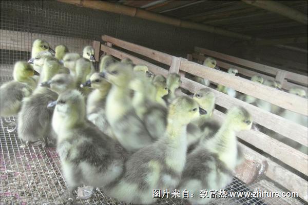 鵝苗價格多少錢一只?