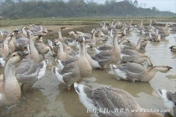 鵝苗價格多少錢一只?