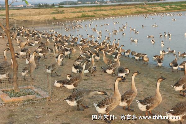 鵝苗價格多少錢一只?