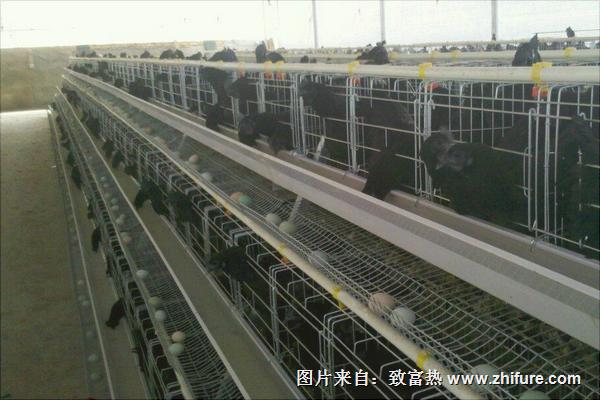 蛋雞籠的規(guī)格尺寸
