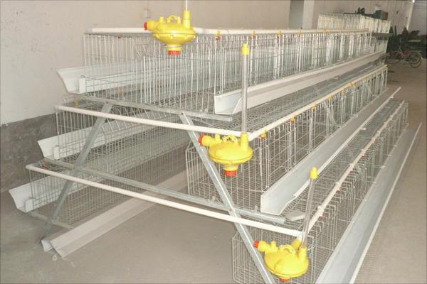 蛋雞籠的類別