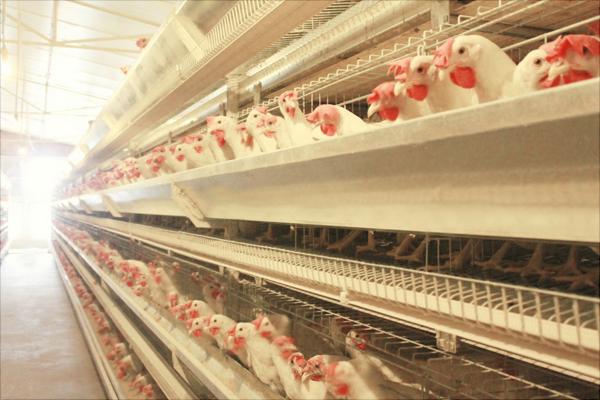 蛋雞籠的規格介紹