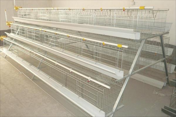 蛋雞籠的規格介紹