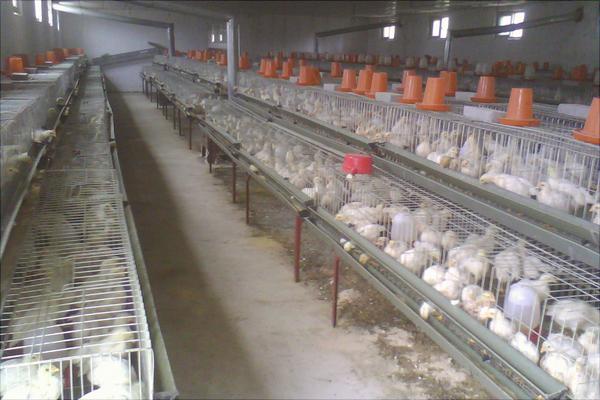 蛋雞日常飼養要注意的問題