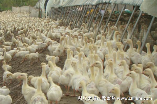 塑料大棚養鵝技術