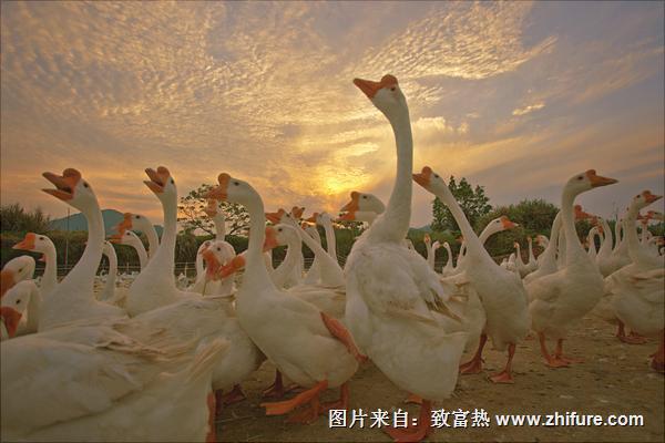 玉米秸稈養鵝技術