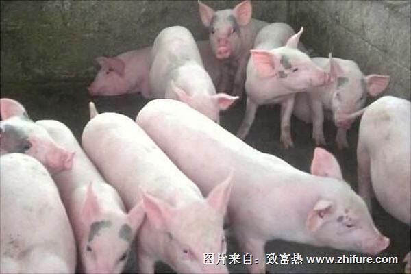 今年養豬行情怎么樣？