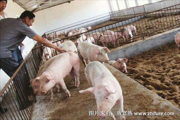 今年養豬行情怎么樣？
