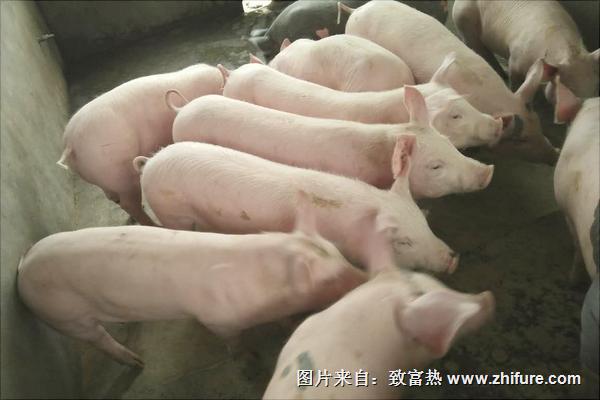 今年養(yǎng)豬行情怎么樣？