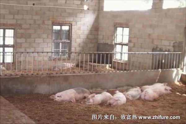 發酵床養豬技術方法