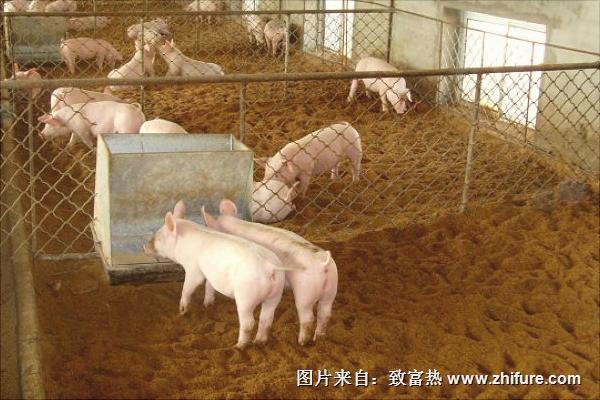 發酵床養豬技術方法