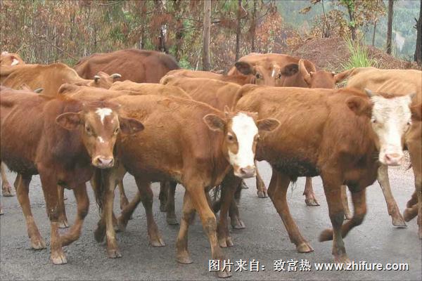 西門塔爾牛效益分析