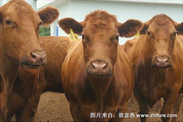 養殖肉牛20頭投資多少錢?
