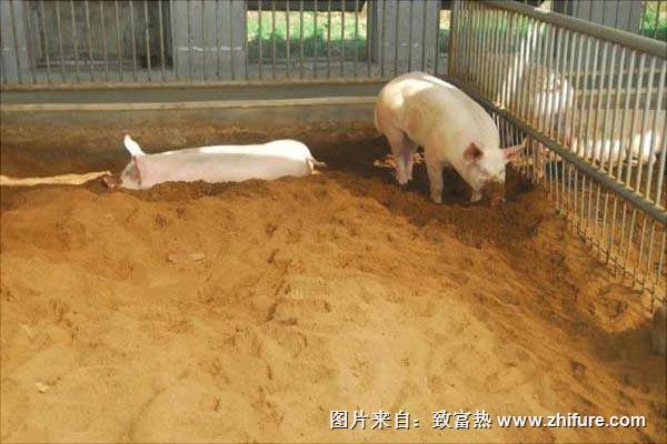 發酵床養豬