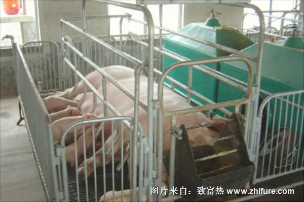 全自動養(yǎng)豬設(shè)備價格