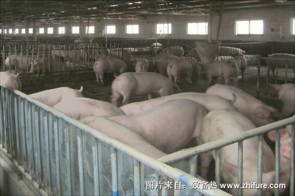 全自動養豬設備價格