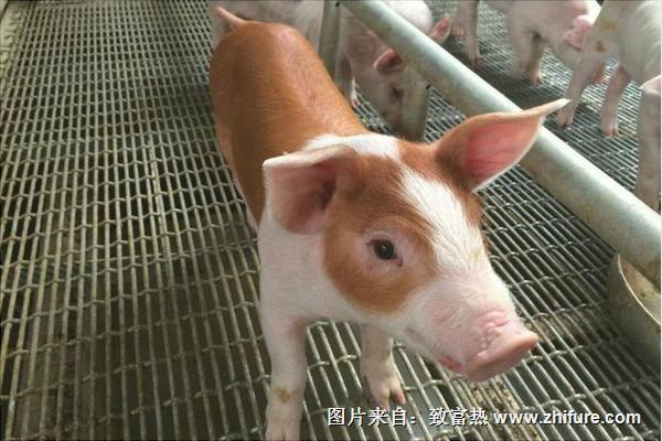 農(nóng)村養(yǎng)豬貸款政策