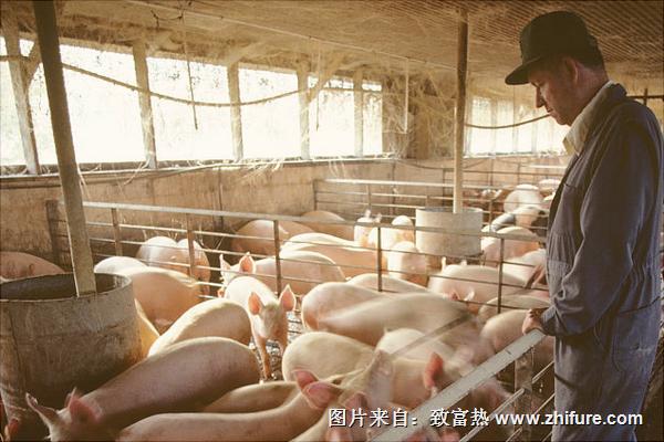 溫氏養豬是騙局嗎?