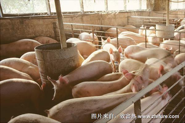 溫氏養豬是騙局嗎?