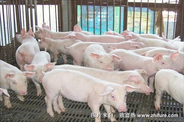 溫氏養豬是騙局嗎?