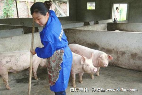 溫氏養豬是騙局嗎？