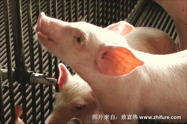 溫氏養(yǎng)豬加盟流程與條件