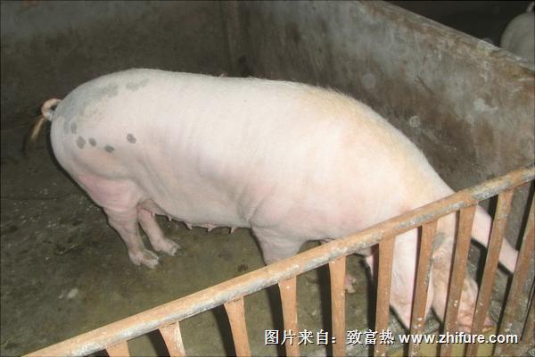 適合農(nóng)村養(yǎng)豬的方法