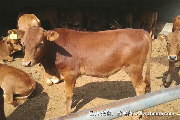 改良肉牛品種有哪些？