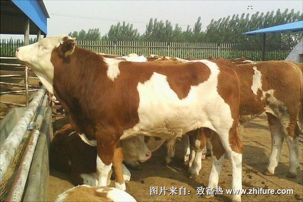 西門塔爾牛圖片