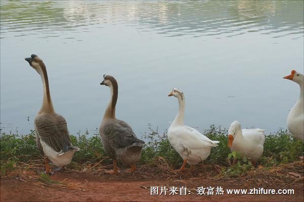 養(yǎng)鵝補(bǔ)貼回購是真的嗎？