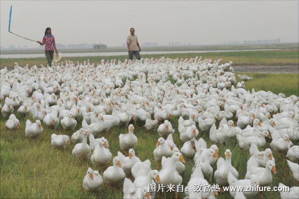 養(yǎng)鵝補(bǔ)貼回購是真的嗎？