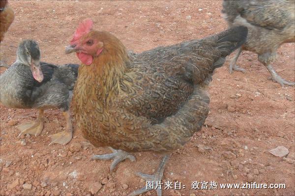 放養土雞技術