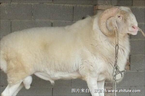 小尾寒羊養(yǎng)殖視頻