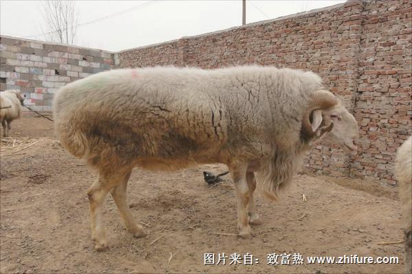 小尾寒羊養(yǎng)殖視頻