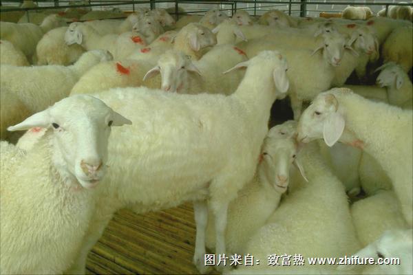 小尾寒羊養(yǎng)殖視頻