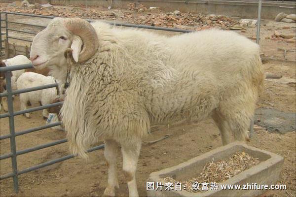 小尾寒羊養(yǎng)殖視頻