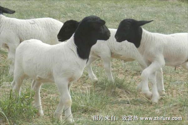 杜泊羊市場價格多少錢一只？