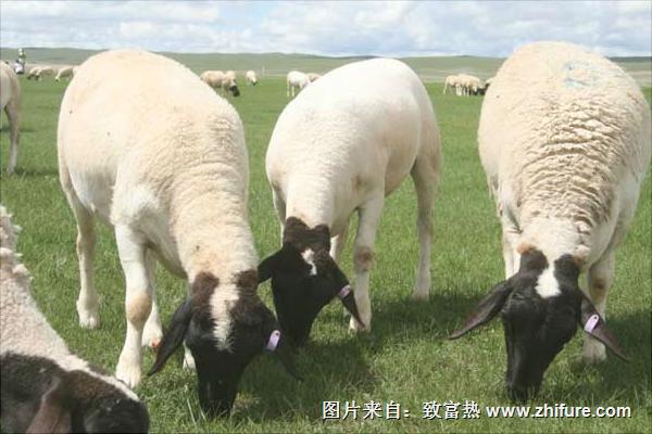 杜泊羊市場價格多少錢一只？