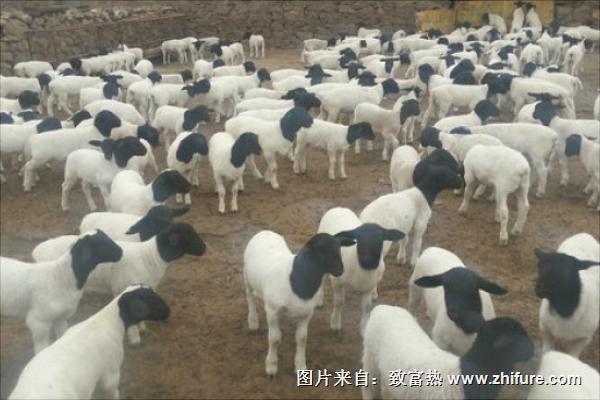 杜泊羊市場價格多少錢一只？