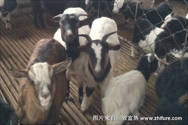 烏骨羊養(yǎng)殖技術(shù)