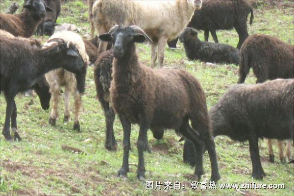 烏骨羊養(yǎng)殖技術(shù)