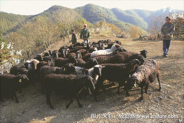 烏骨羊養(yǎng)殖技術(shù)