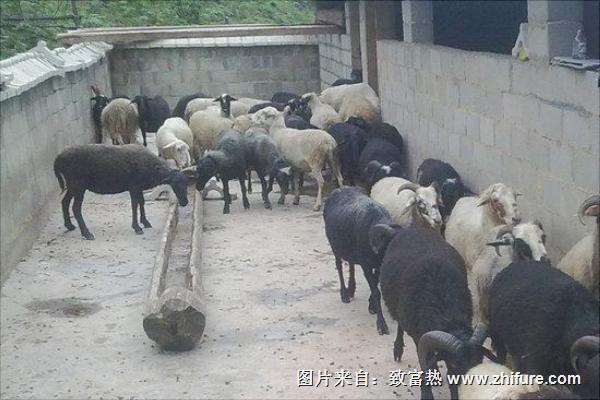烏骨羊養(yǎng)殖技術(shù)