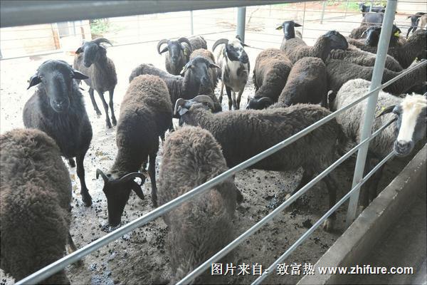烏骨羊養(yǎng)殖技術(shù)