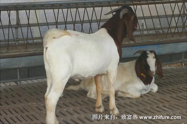 改良波爾山羊價格