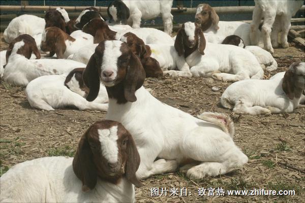 純種波爾山羊價(jià)格