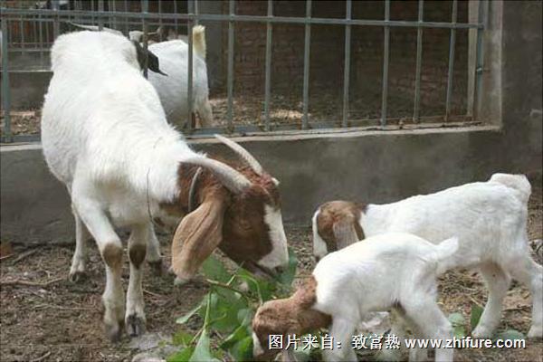 純種波爾山羊價(jià)格