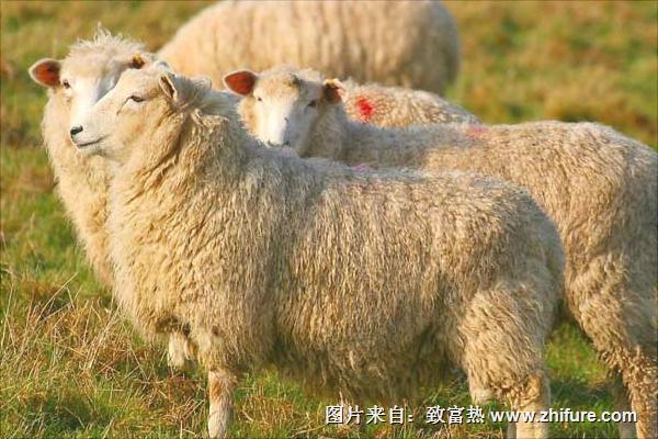 純種波爾山羊價(jià)格