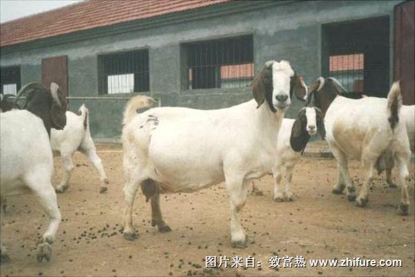 純種波爾山羊價(jià)格