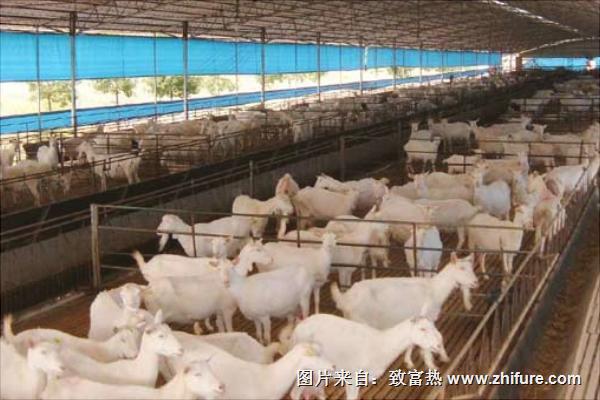 純種波爾山羊價(jià)格